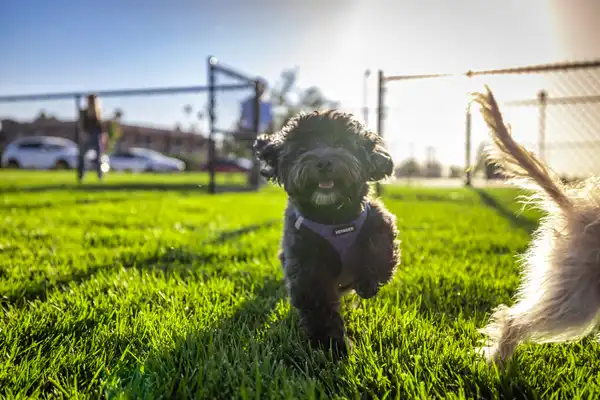 Dog Park